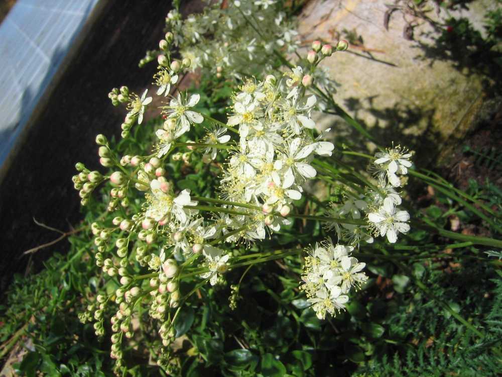 Filipendula vulgaris (Knollen-Mädesüß, Knollen-Rüsterstaude)
